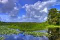 Landscape in Everglades National Park